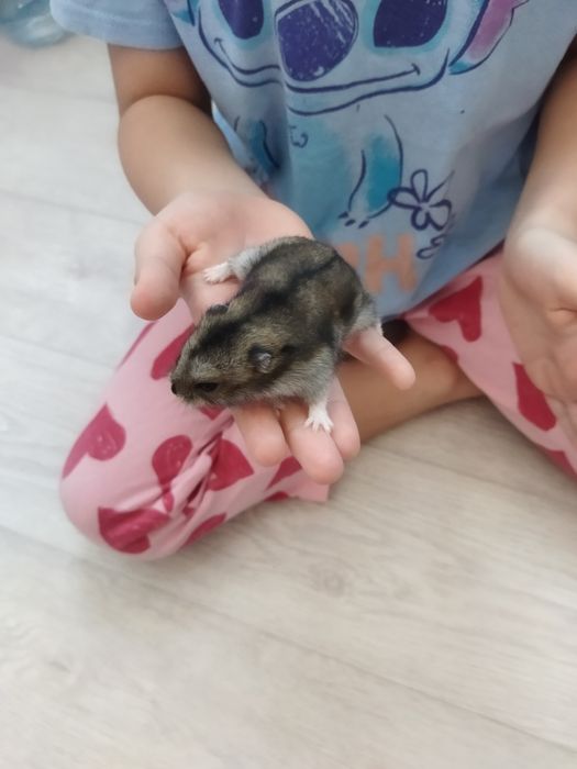 Хомячки ручные хомяк