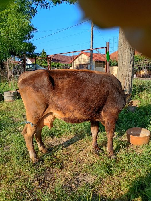 Vaca de vânzare .