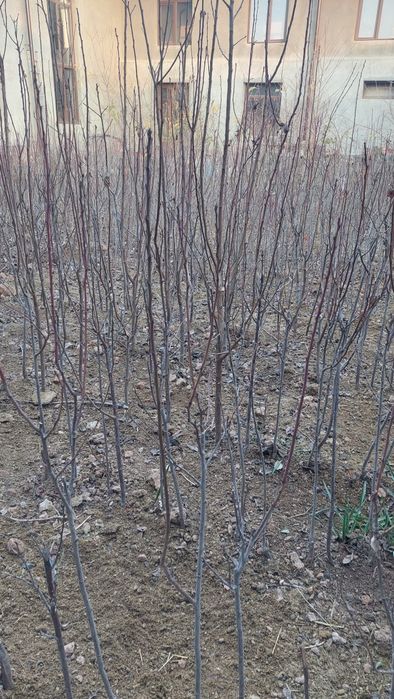 Олхури кучатлари (чернослив) сотилади