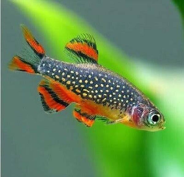Microrasbora galaxy (Celestichthys margaritatus)
