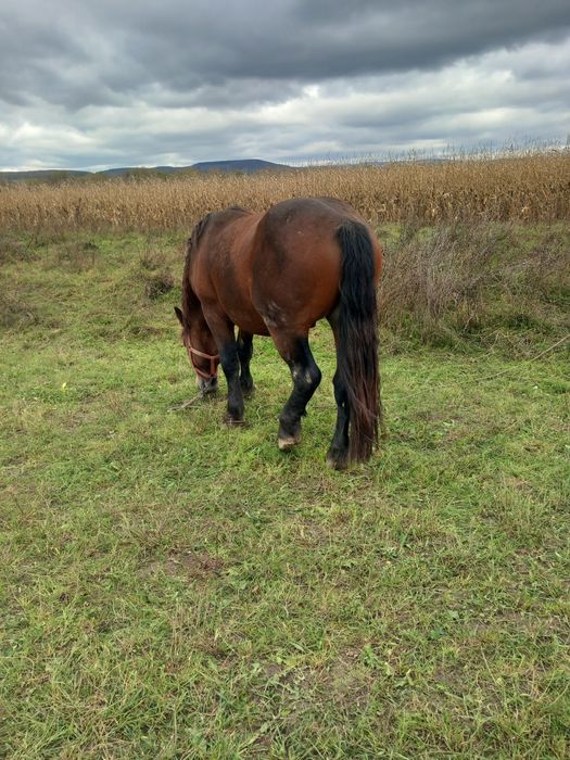 Vând armăsar 3 ani