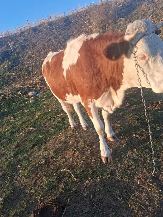 Vand vaca gestanta in  o lună  și  junică gestanta in 6 luni