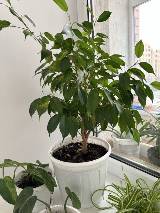 Фикус бенджамина наташа