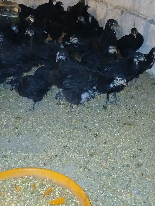 2 oylik andijon sertuhum qora tovuq jopjalari