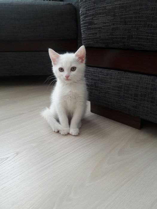 КрасивыЕ беЛоснеЖныЕ коТятА