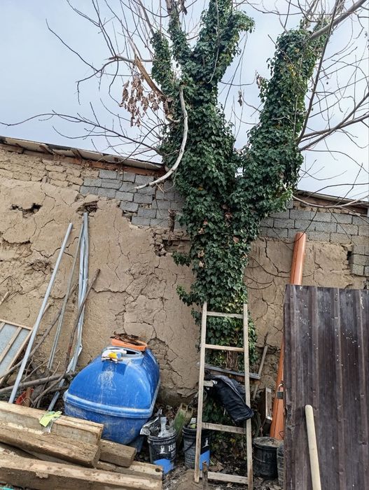 Продам орешену дерево