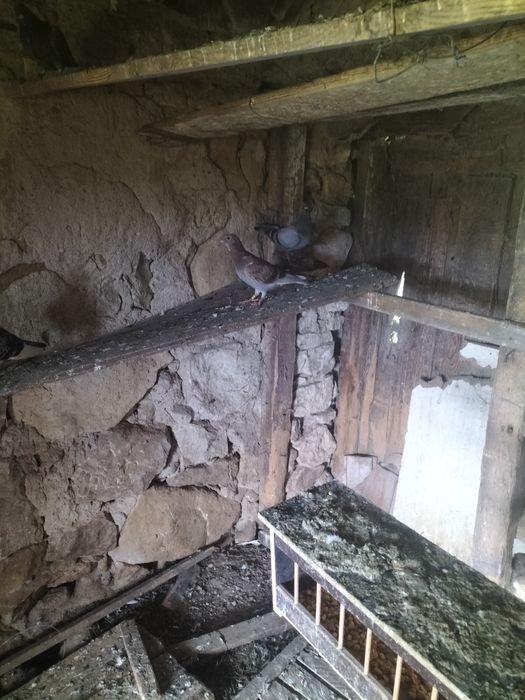 Porumbei voiajori pui