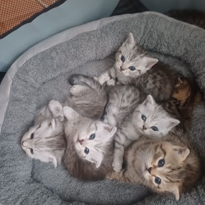 шотландские котята