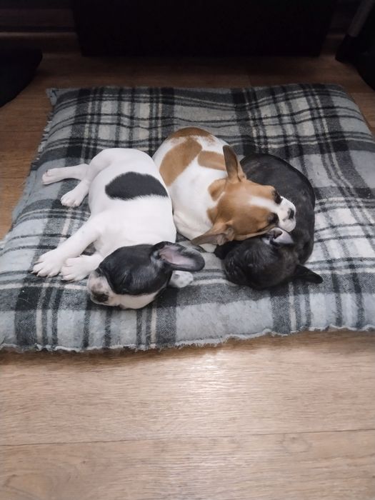 Щенки французского бульдога