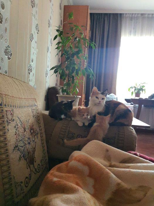 Ищу хорошего хозяина для наших котят