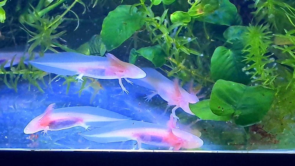 Vând pui AXOLOTL Albino – Salamandră Mexicană