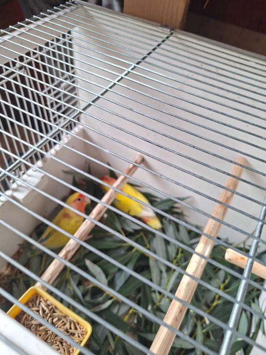 Papagali exotici