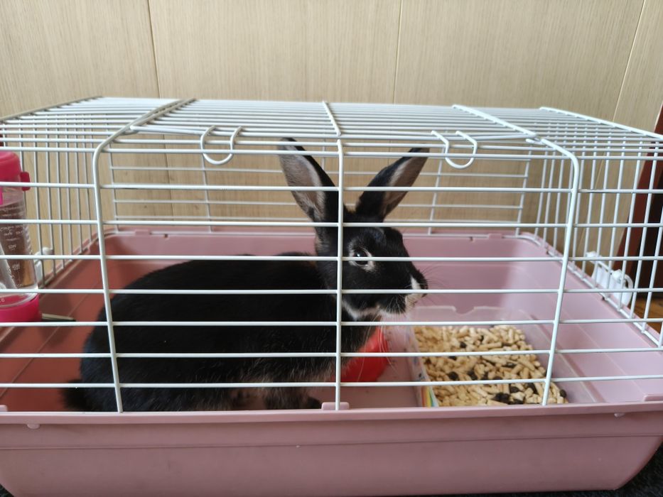 Кролик декоративный