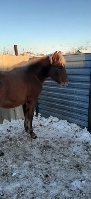 Сатылымда жабагы