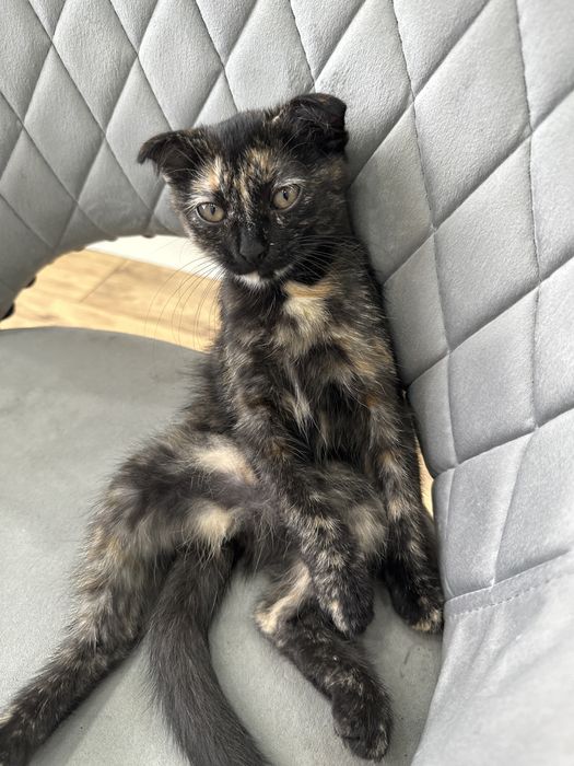 Отдам котенка срочно