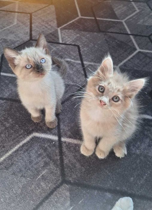 Котенок, котята.  Котики