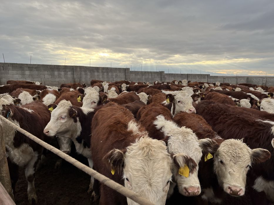 Племенной бұзау ұрғашылары