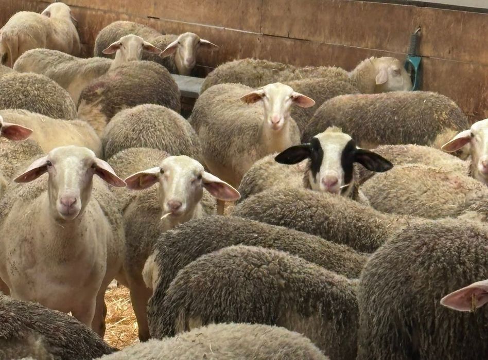 Oi lacaune cu pedigree pt pretentiosi !