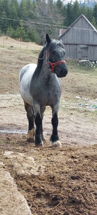 Vând manza de 3 ani