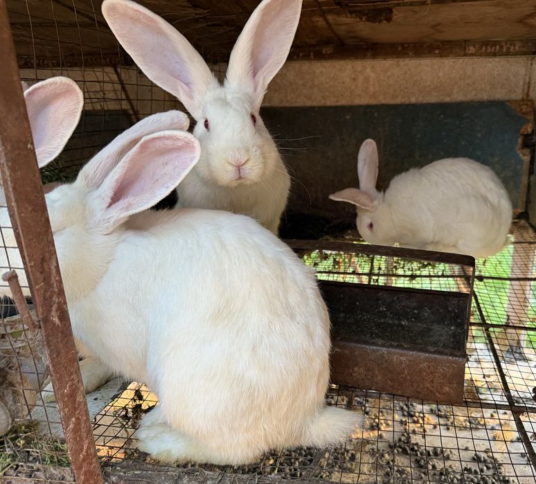 Крольчата, кролики