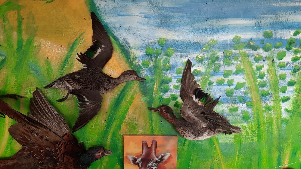 Препариране на животни!!! Имам готови птици!