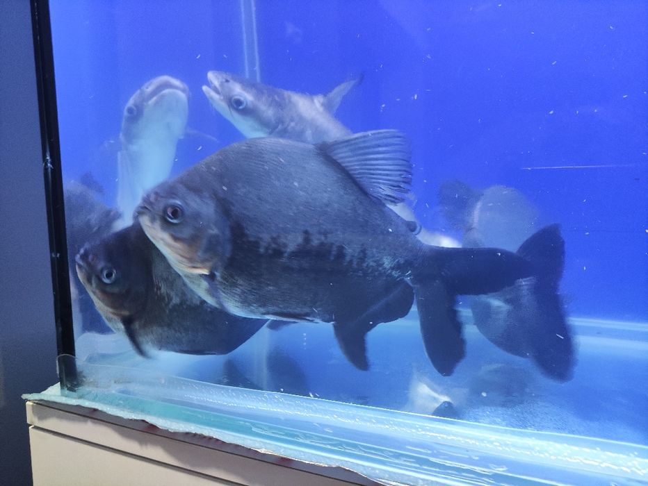 Piraniya va akula sotiladi