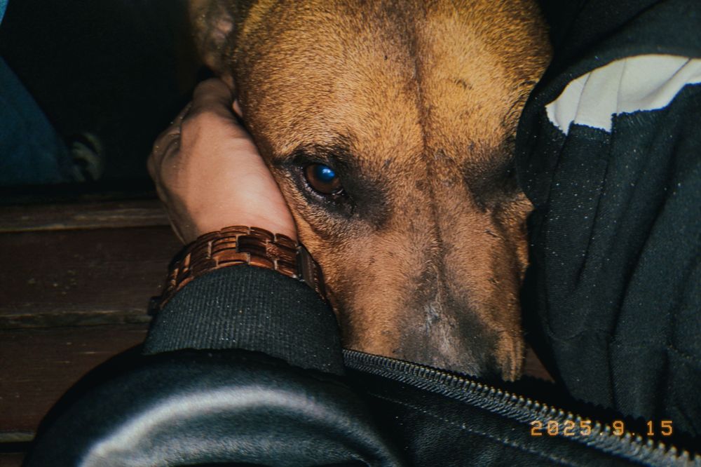 Британский стафорд