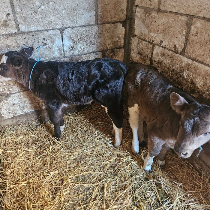 Vând viței asigur transport în România