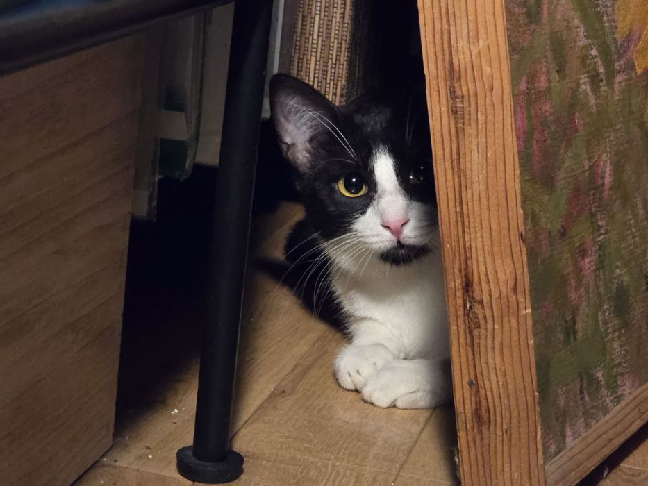 Женско коте на 9 месеца търси дом