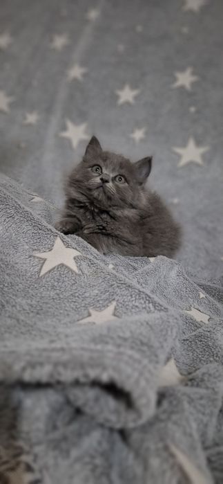 Котята в наличии