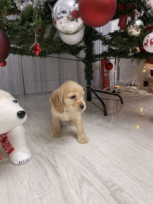 Cocker Spaniel disponibil