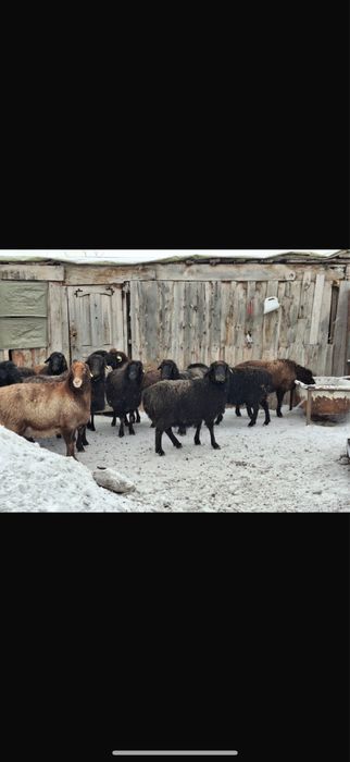 Токты кой сатылады