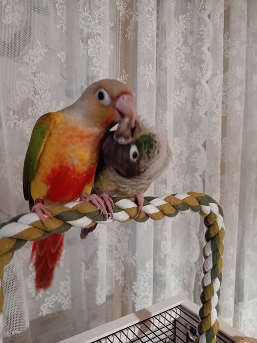 Две  пирури с клетка