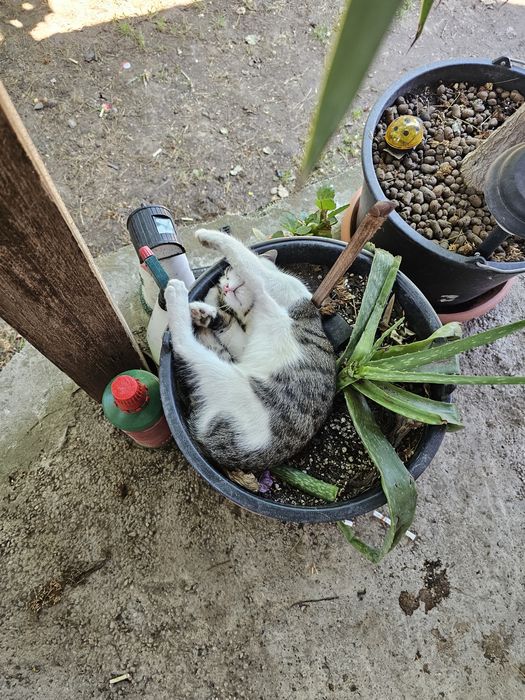 Adoptie pisici frumosi
