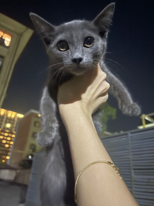 Котенок в добрые руки
