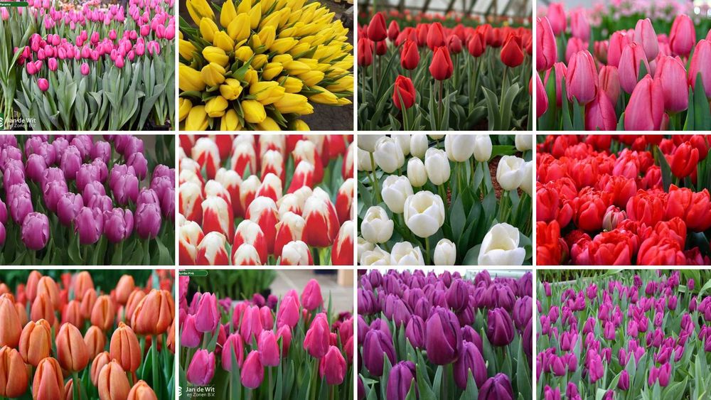 Тюльпаны ОПТОМ и в розницу + Праздничное оформление