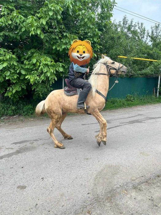 Продам лошадь жеребец Золотой