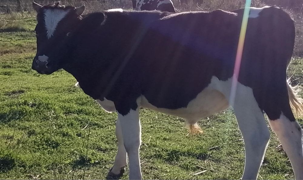 Продавам Мъжко Теле!