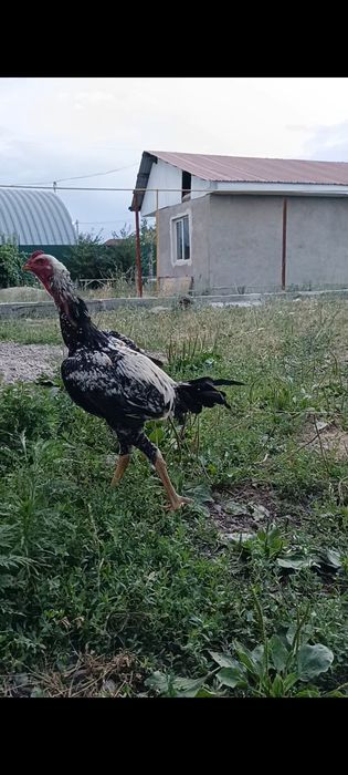 Продам  дакан жужика