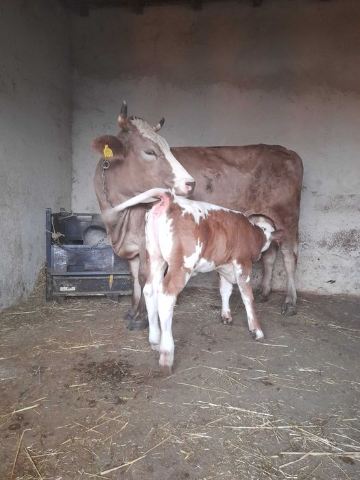 Vaca cu vitel de vanzare !