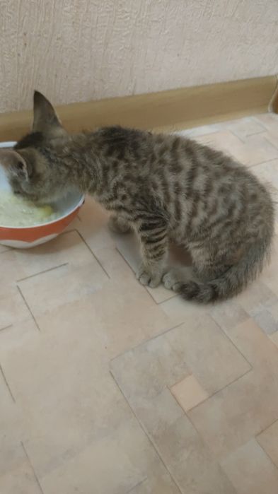 Отдам в добрые и надёжные руки