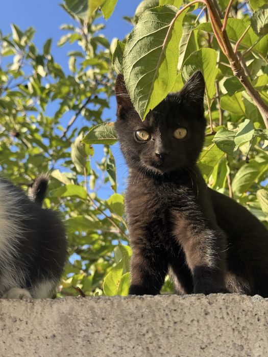 Котята бесплатно