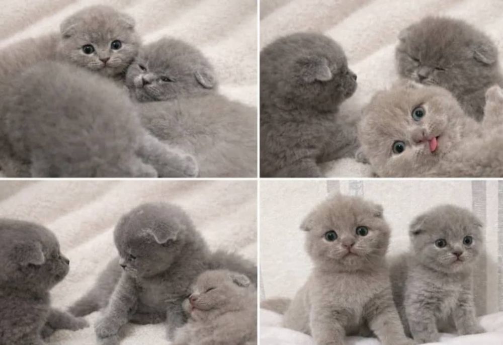 Продаю котят чистокровных