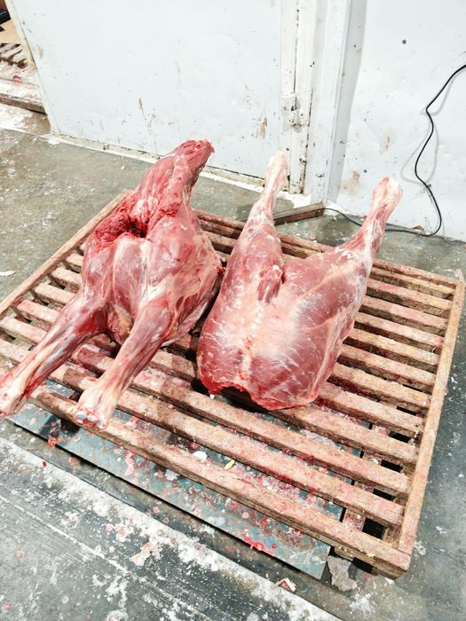 Мясо говядины конины оптом