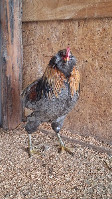 Vand cocosi Araucana