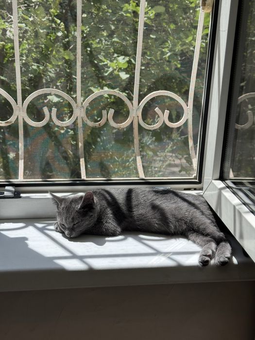 Маленький котёнок, девочка