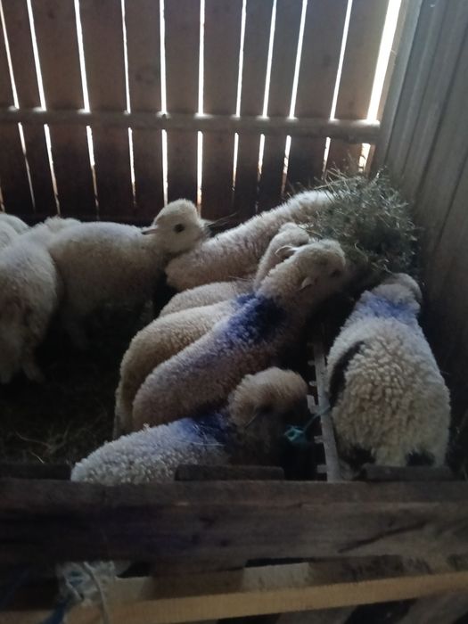 Miei de vânzare kg 23