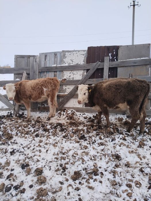 Продам годовалых телочек