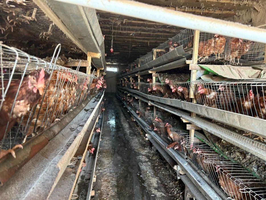 Клетка для курица