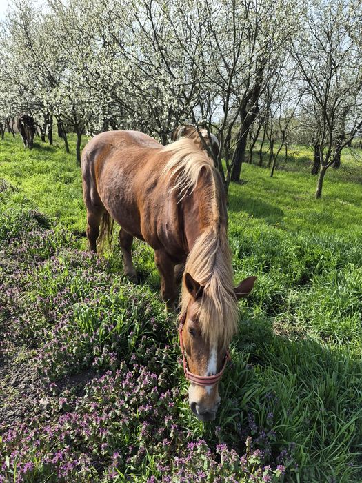 De vânzare iapa 10 ani